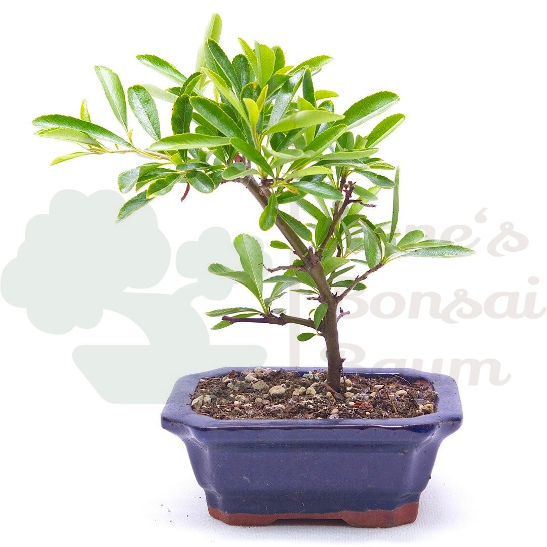 Schmalblättriger Feuerdorn 'Pyracantha angustifolia'