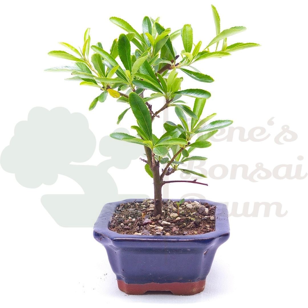 Schmalblättriger Feuerdorn 'Pyracantha angustifolia'