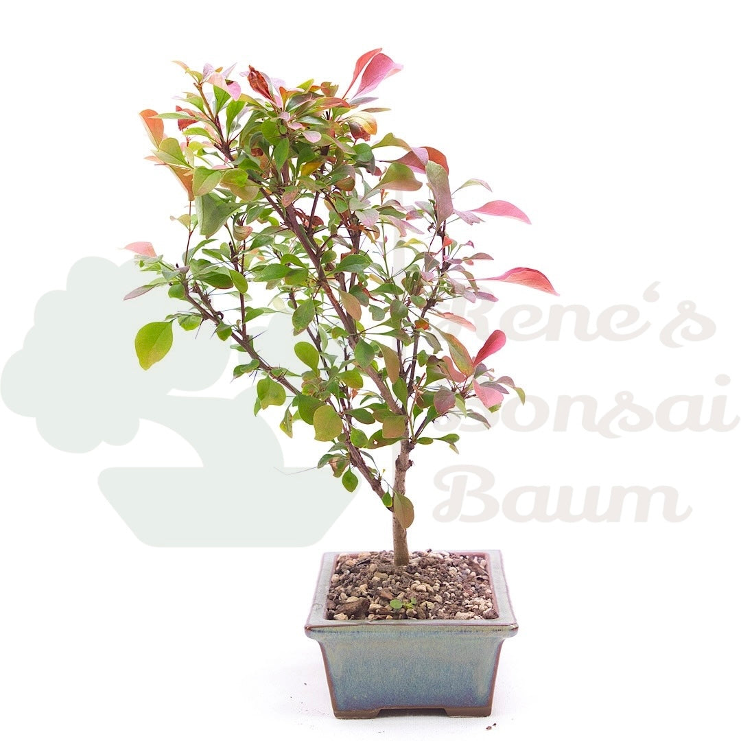 Blutberberitze 'Berberis thunbergii 'Atropurpurea'