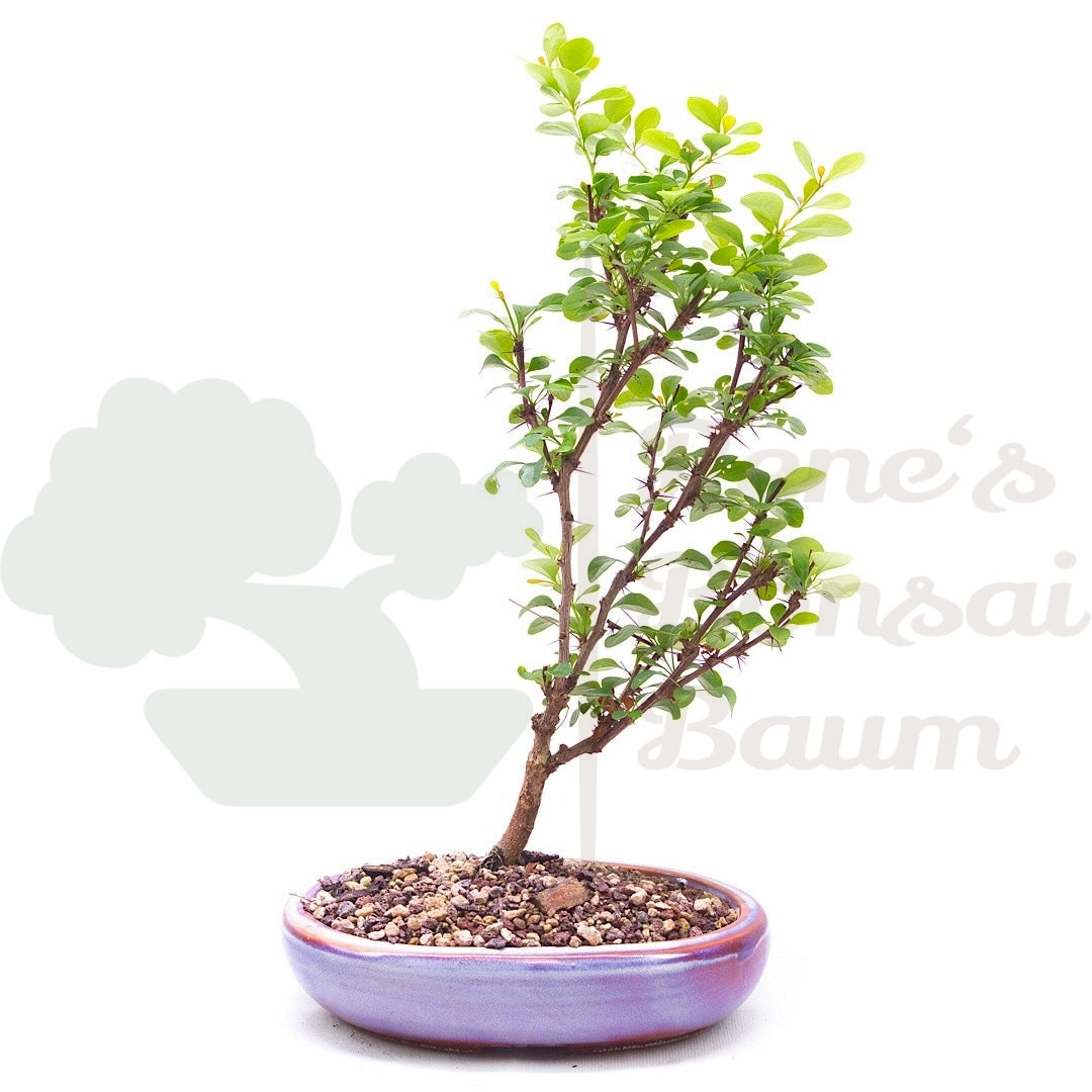 Berberitze 'Berberis
