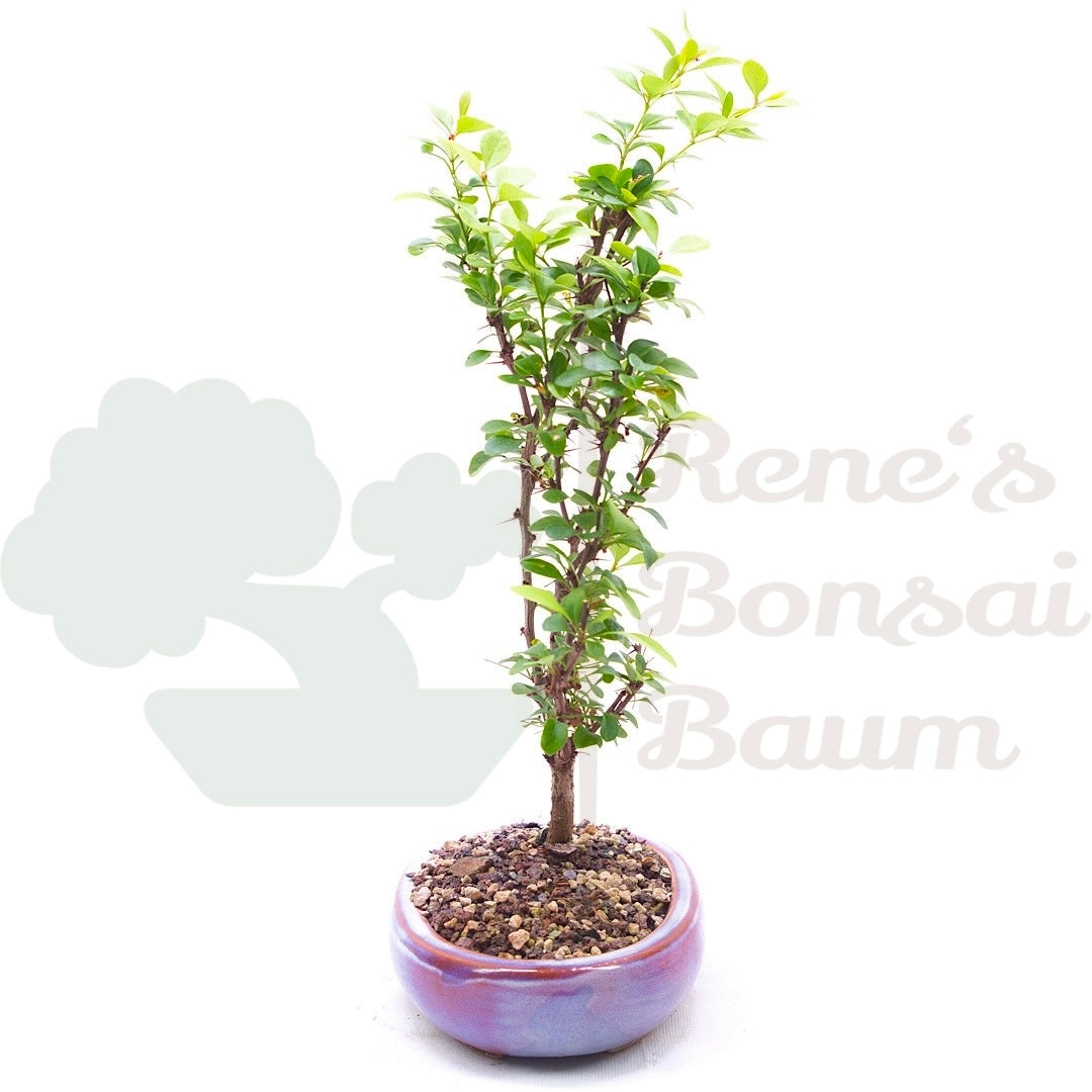 Berberitze 'Berberis