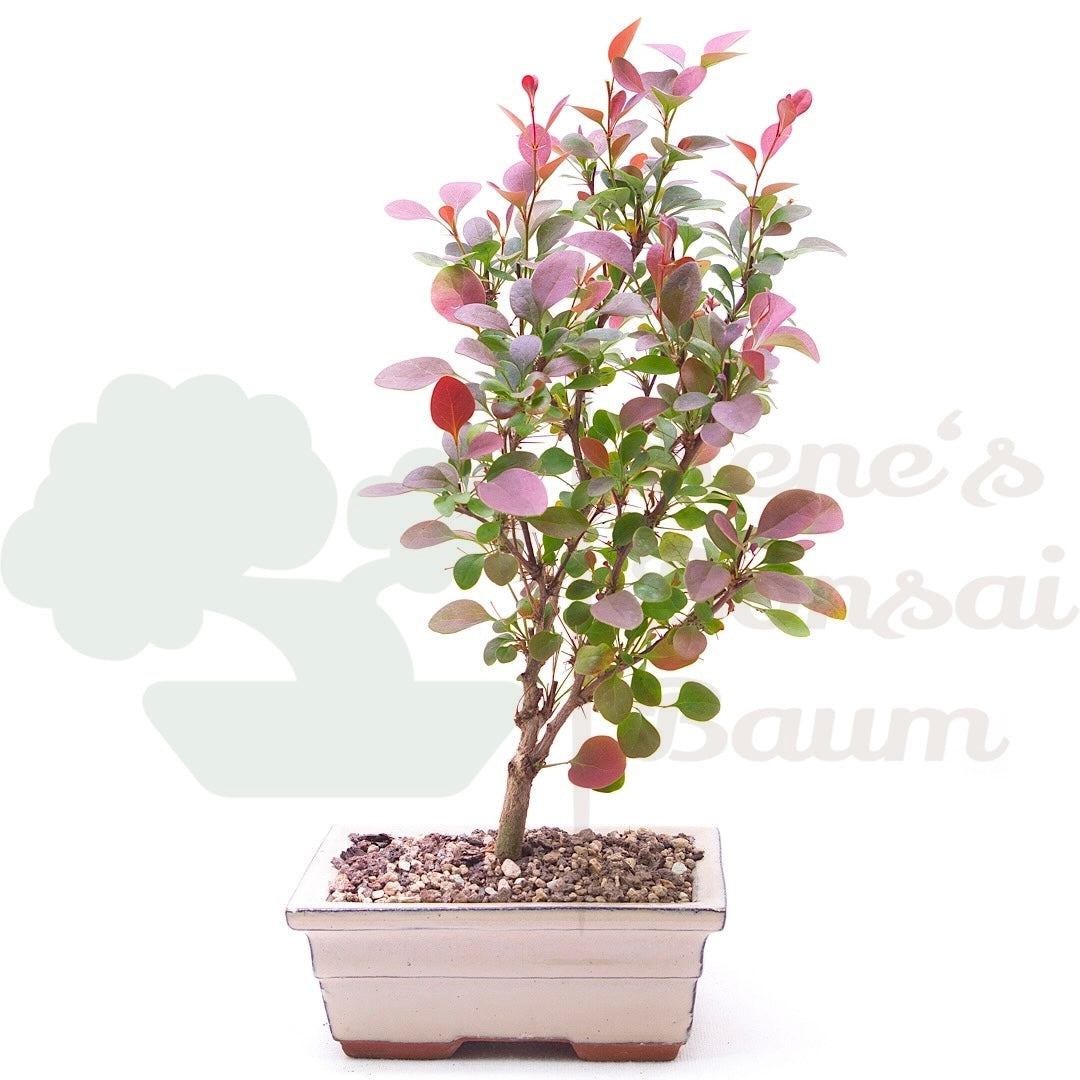 Blutberberitze 'Berberis thunbergii 'Atropurpurea'