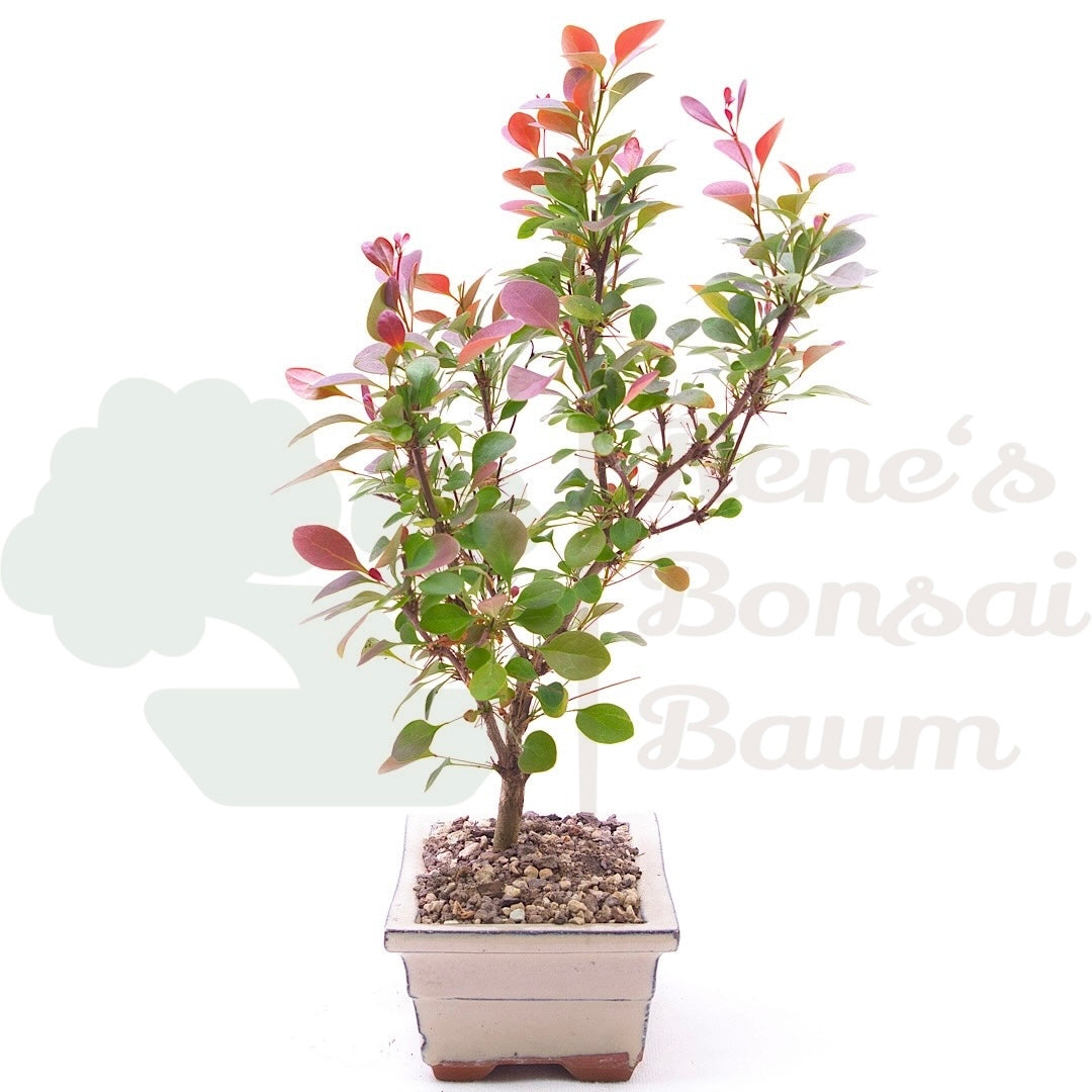 Blutberberitze 'Berberis thunbergii 'Atropurpurea'