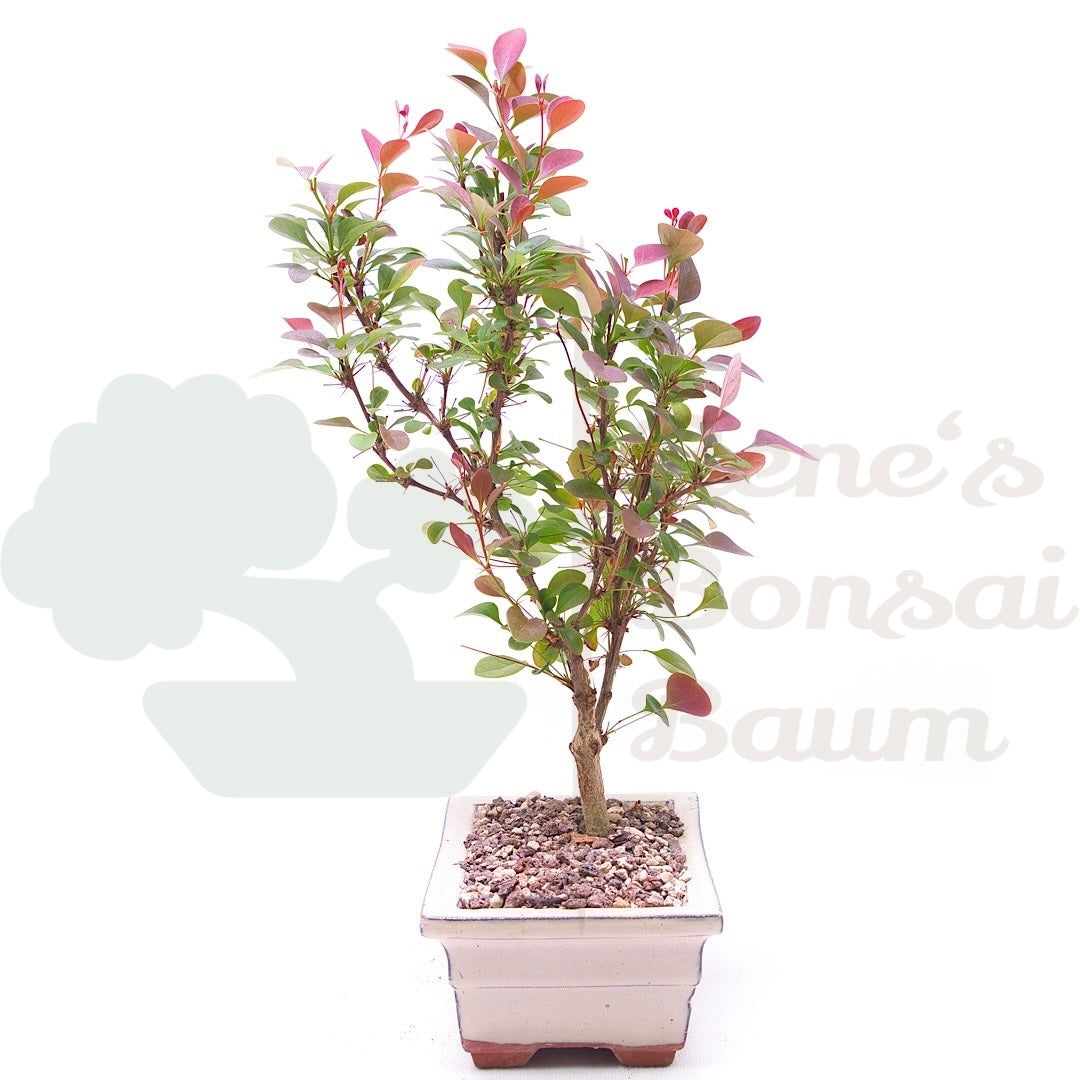 Blutberberitze 'Berberis thunbergii 'Atropurpurea'