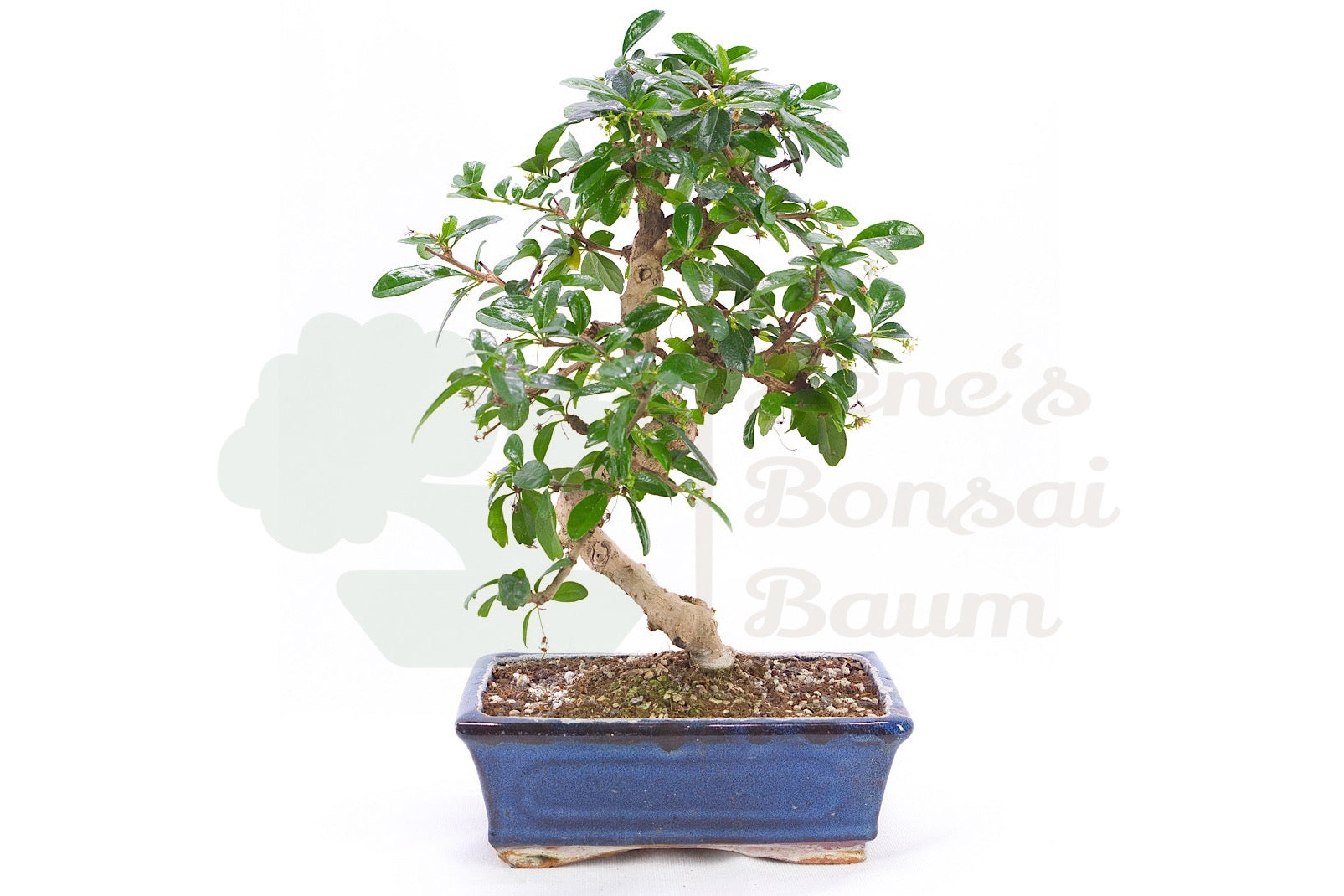 Fukien Tee 'Carmona microphylla