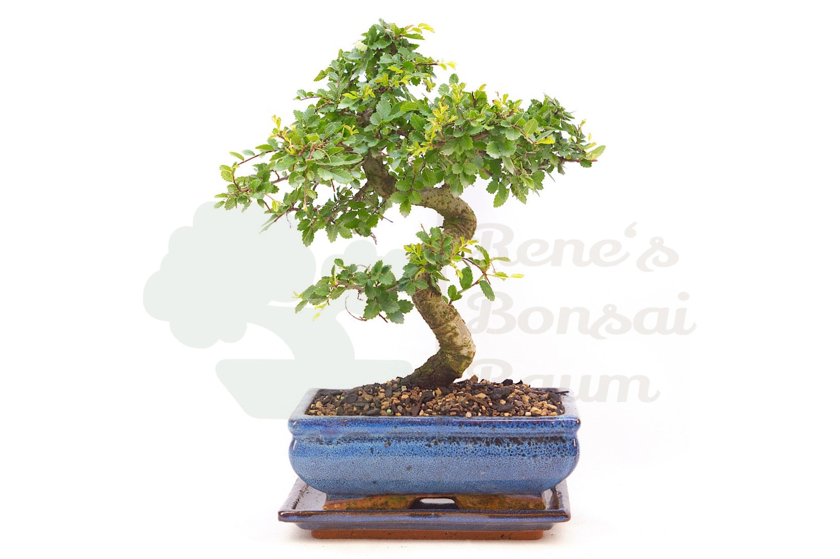 Chinesische Ulme 'Zelkova parvifolia'