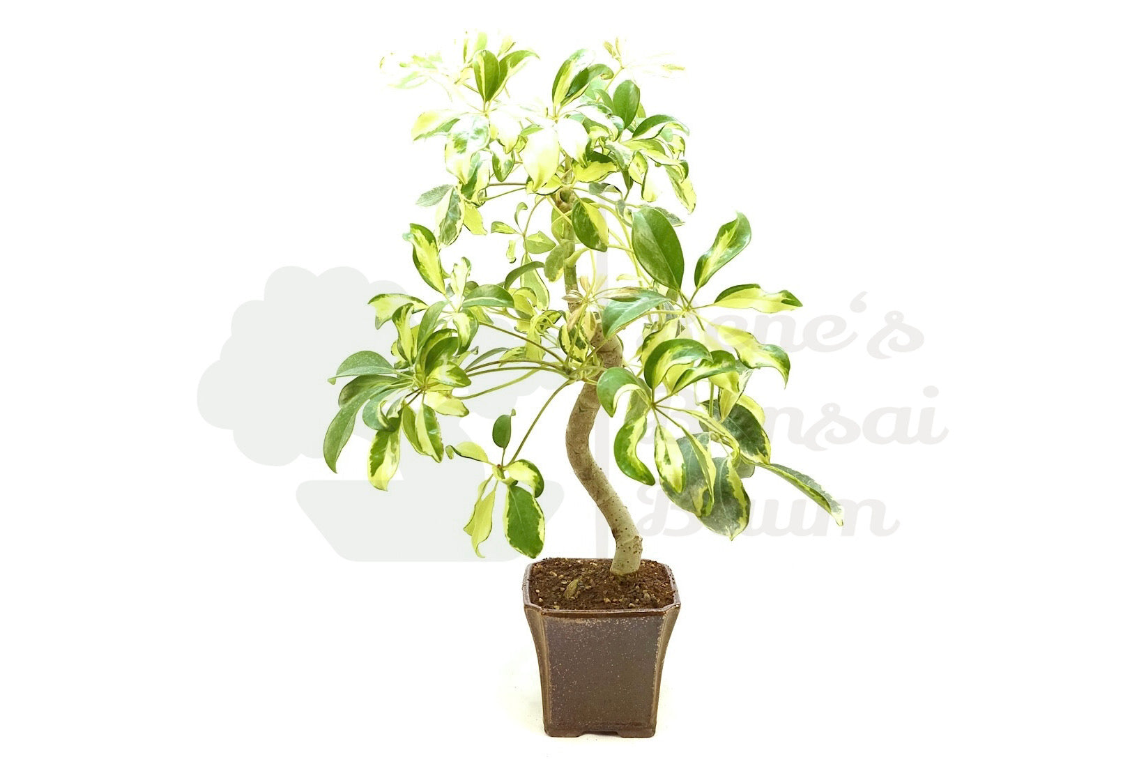 Strahlenaralie 'Schefflera'