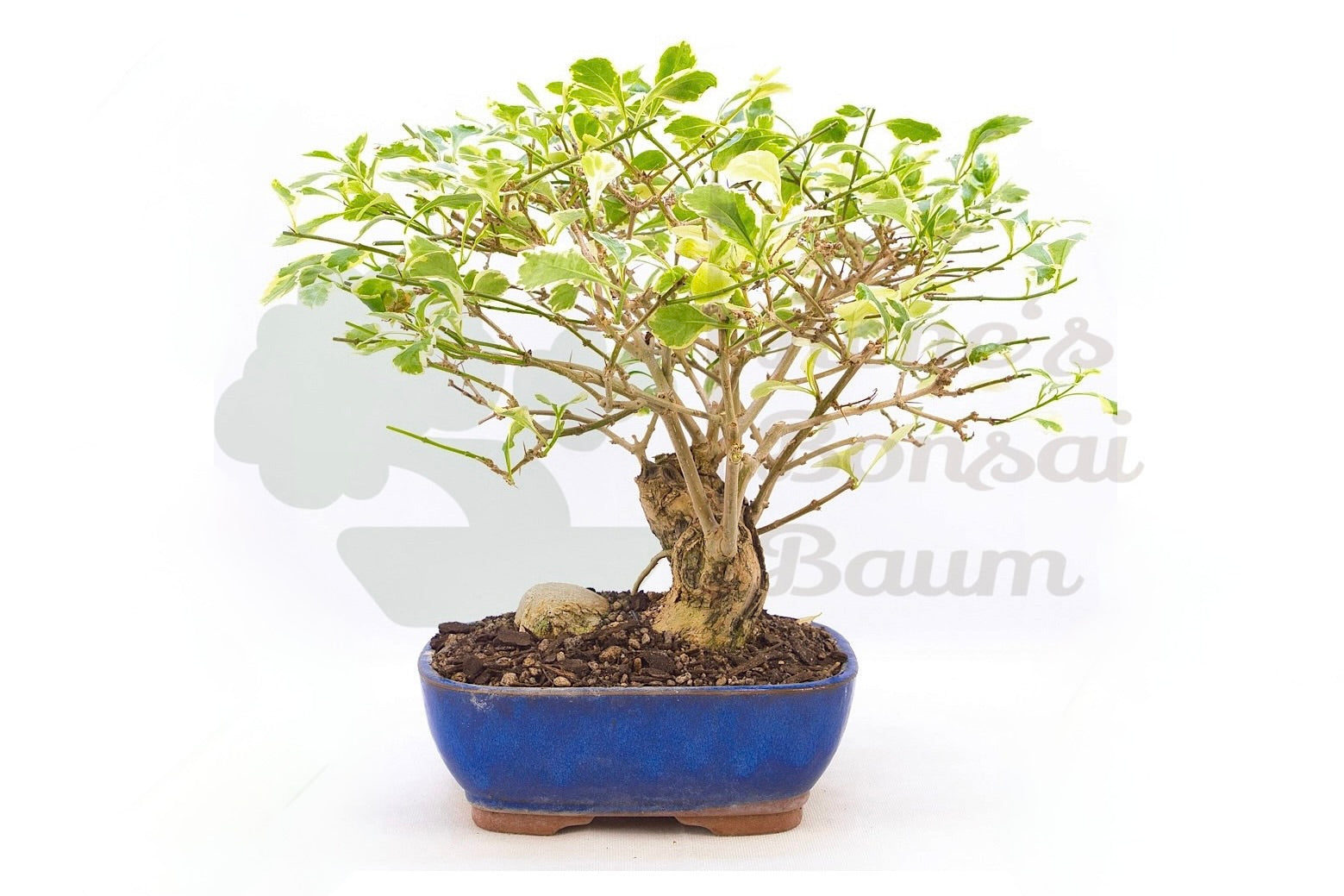 Himmlesblume 'Duranta repens'