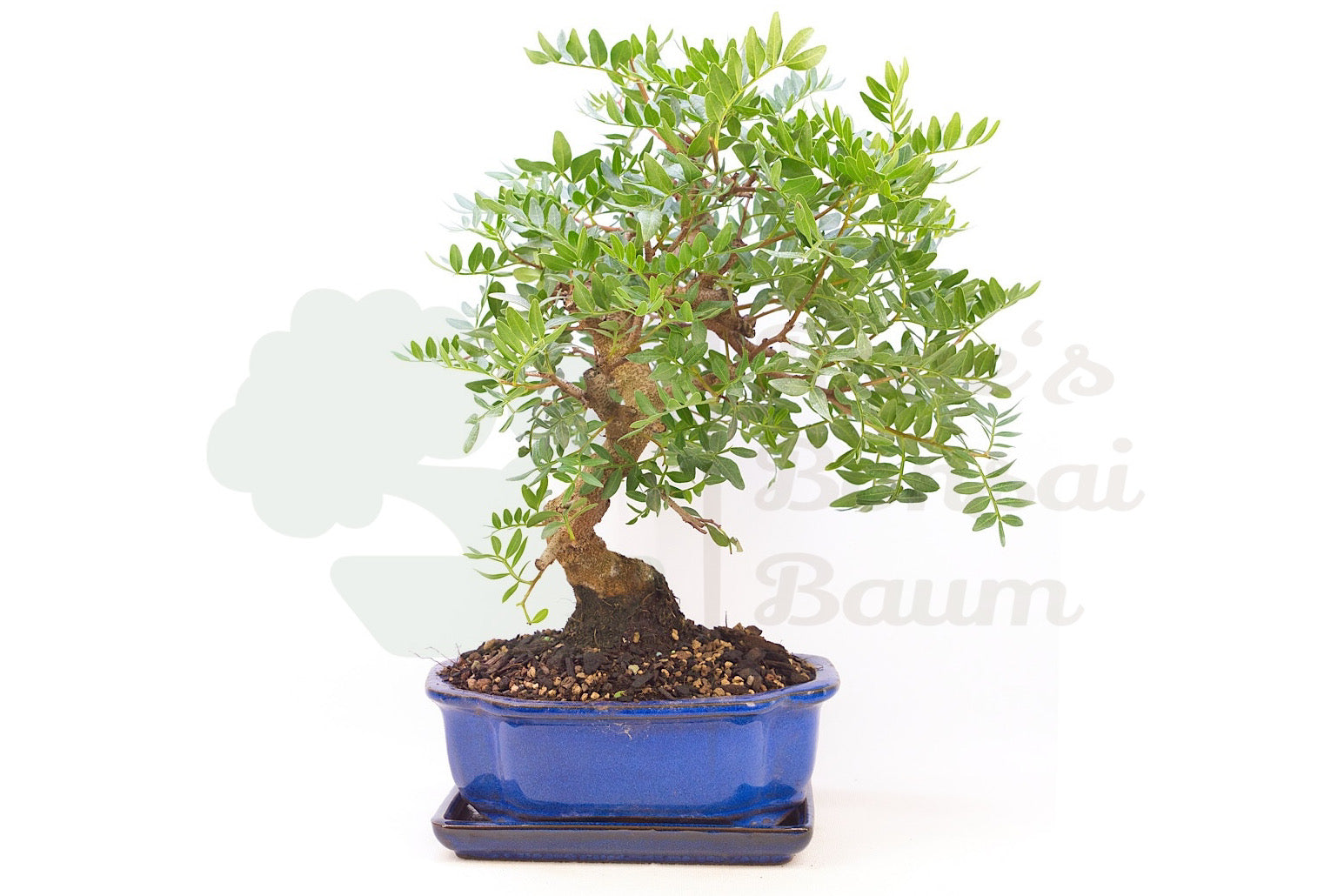 Pistazie 'Pistacia lentiscus'