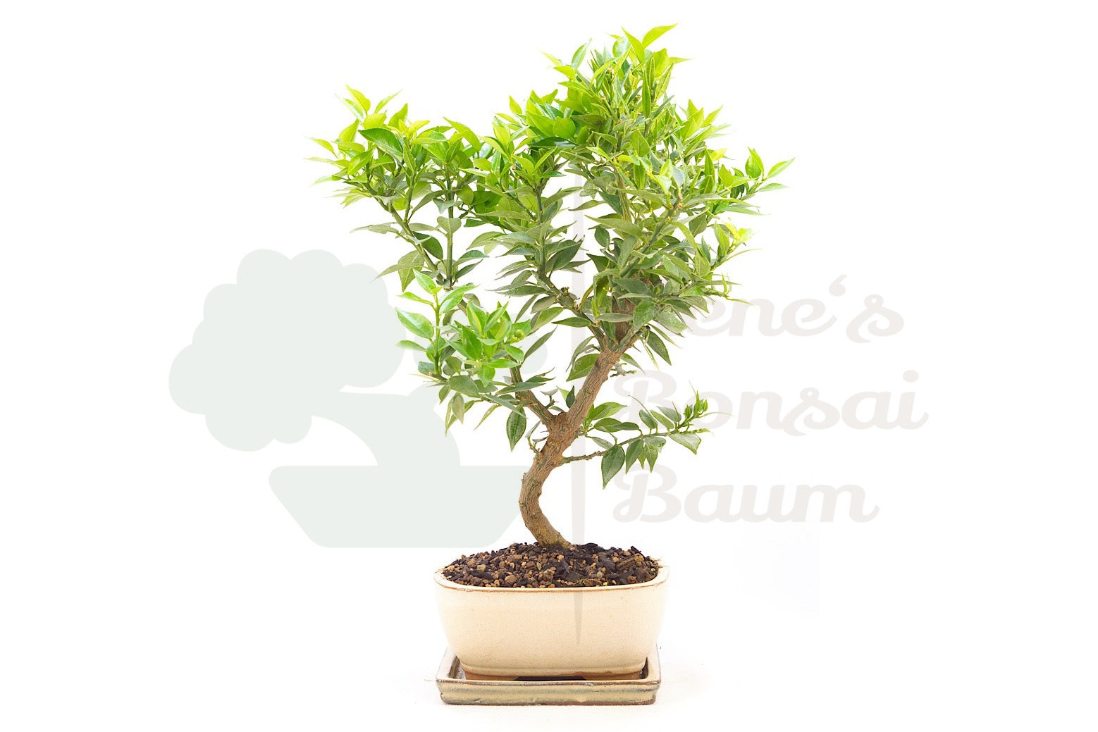 Bitterorange 'Citrus myrtifolia'