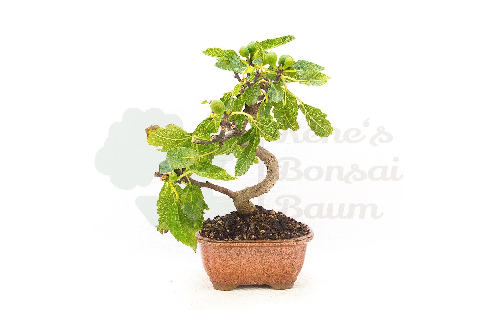 Essfeige 'Ficus carica'