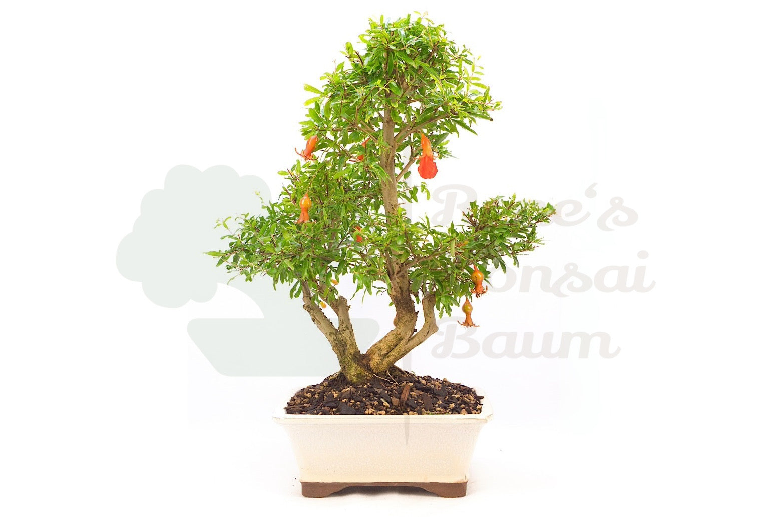 Granatapfel 'Punica granatum'