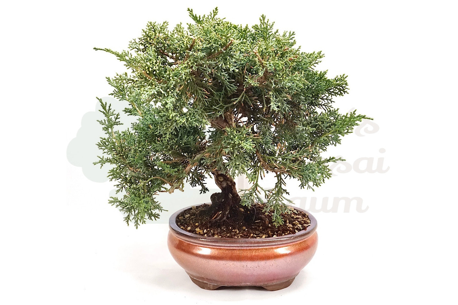 Chinesischer Wacholder 'Juniperus chinensis ‘Kishu‘'