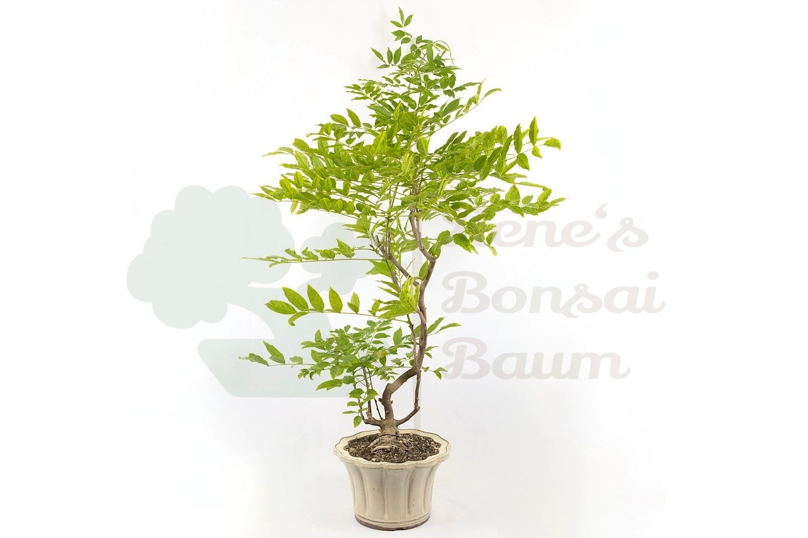Blauregen 'Wisteria floribunda'