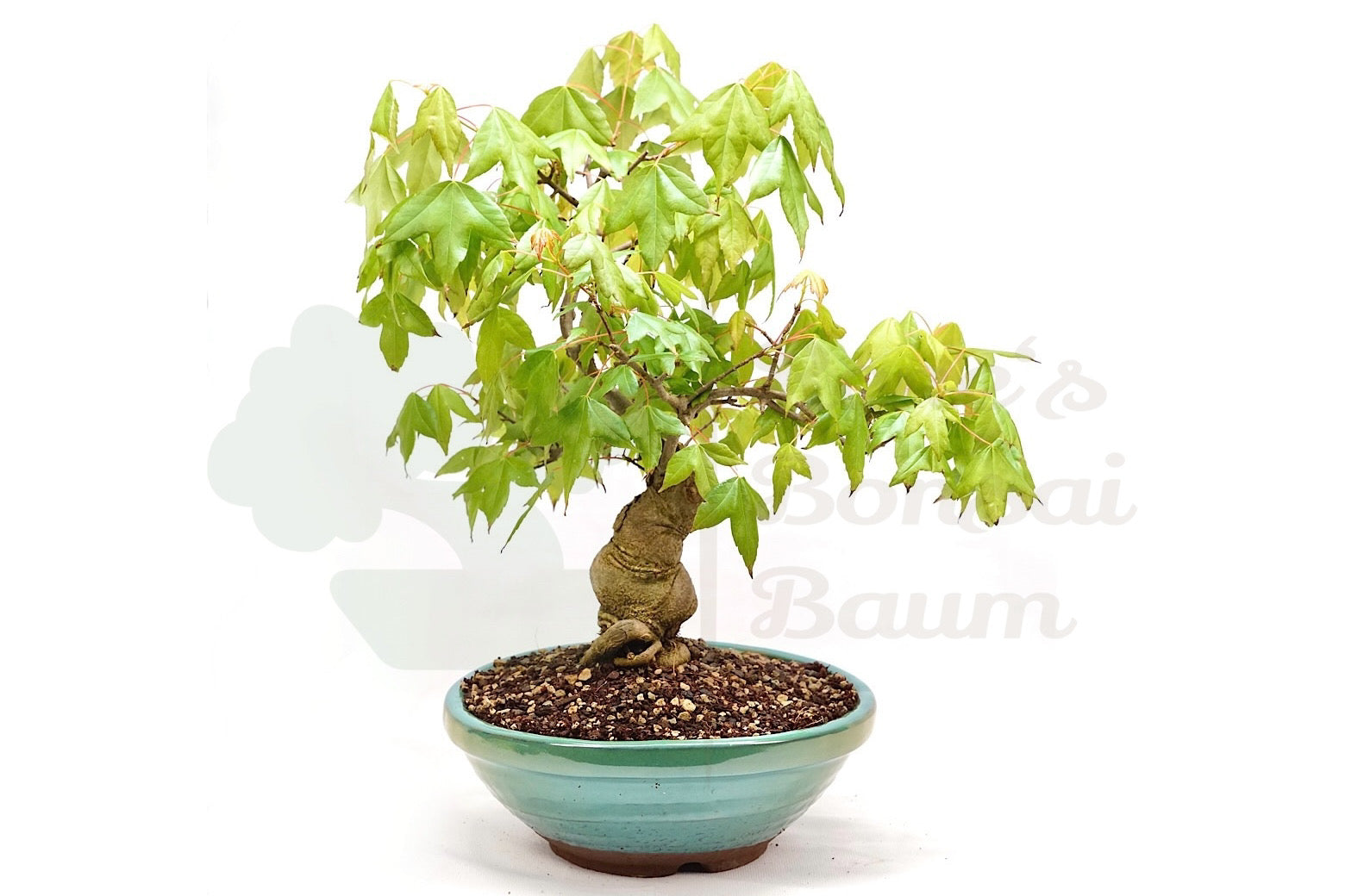 Dreispitzahorn 'Acer buergerianum'