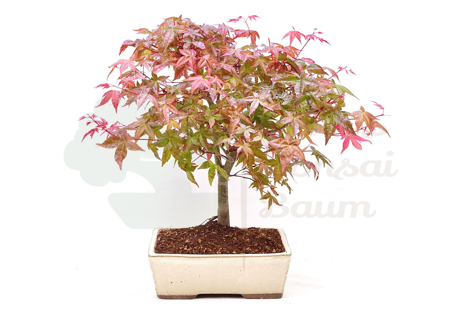 Fächer-Ahorn 'Acer palmatum'