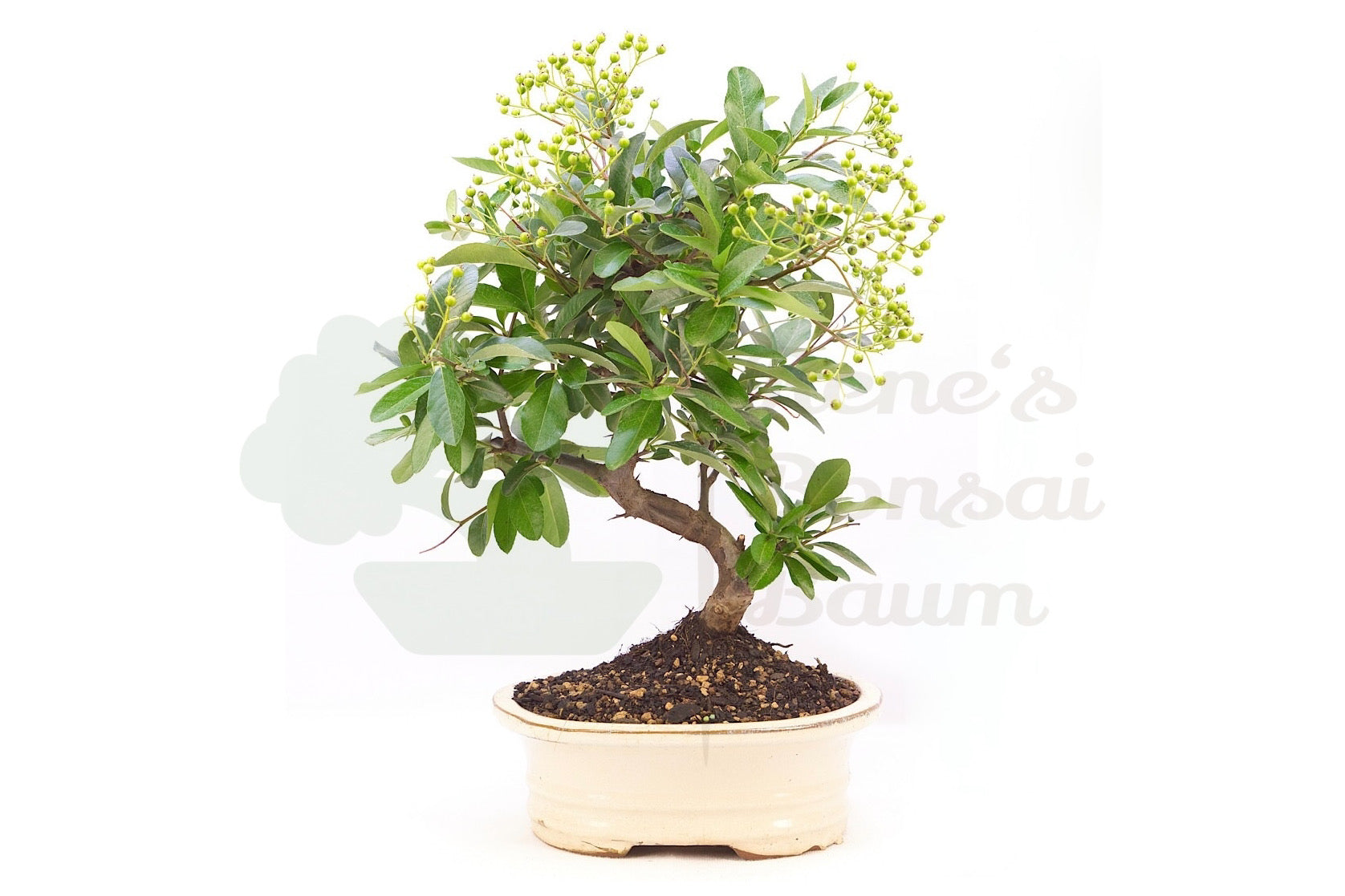 Feuerdorn 'Pyracantha sp.'