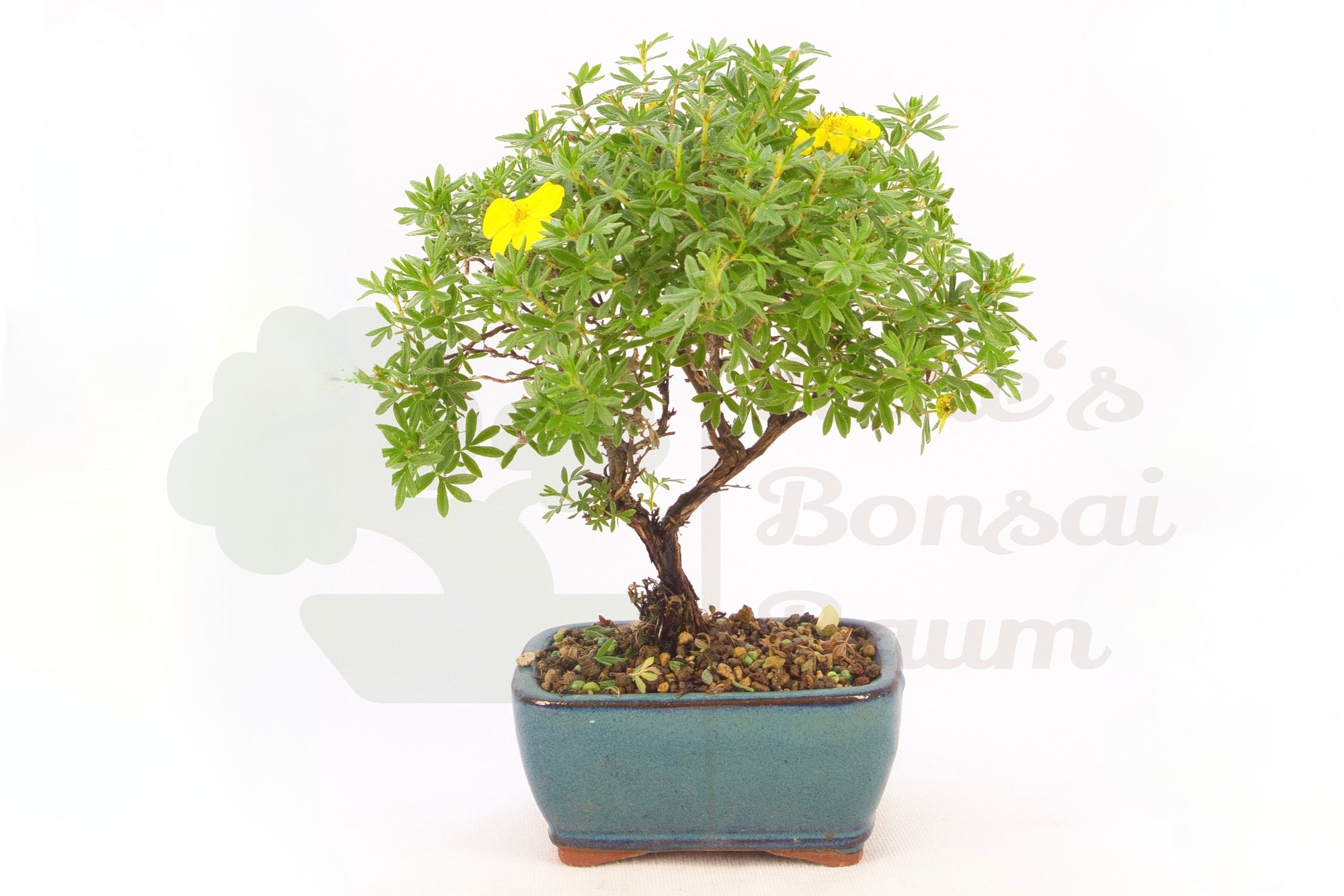 Fingerstrauch 'Potentilla fruticosa'