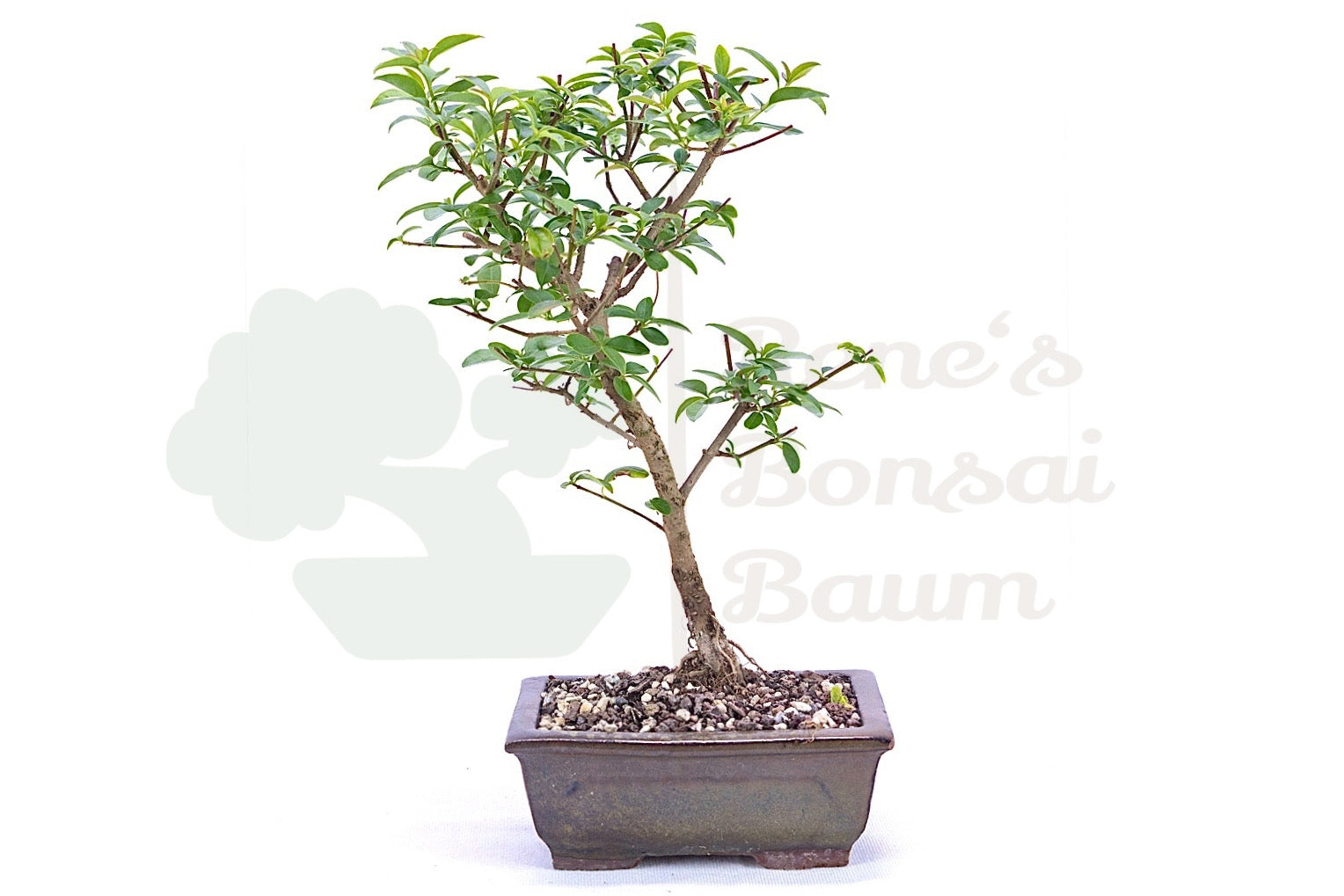 Gewöhnliche Liguster 'Ligustrum vulgare'