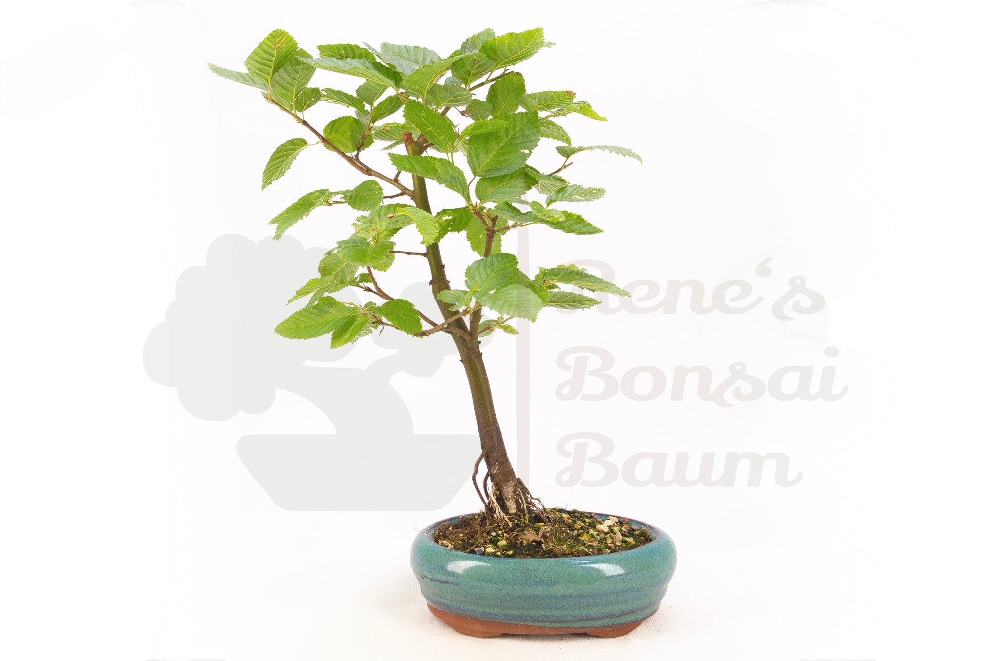 Hainbuche 'Carpinus betulus'