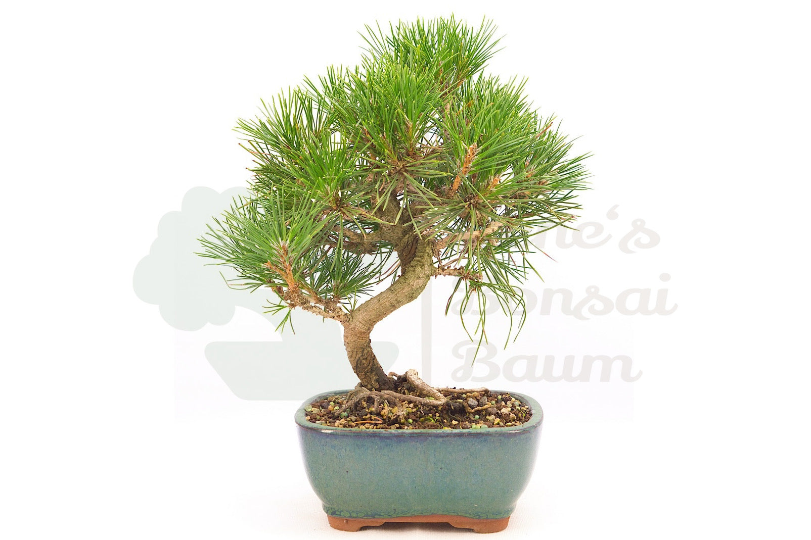 Japanische Schwarz-Kiefer 'Pinus thunbergii'