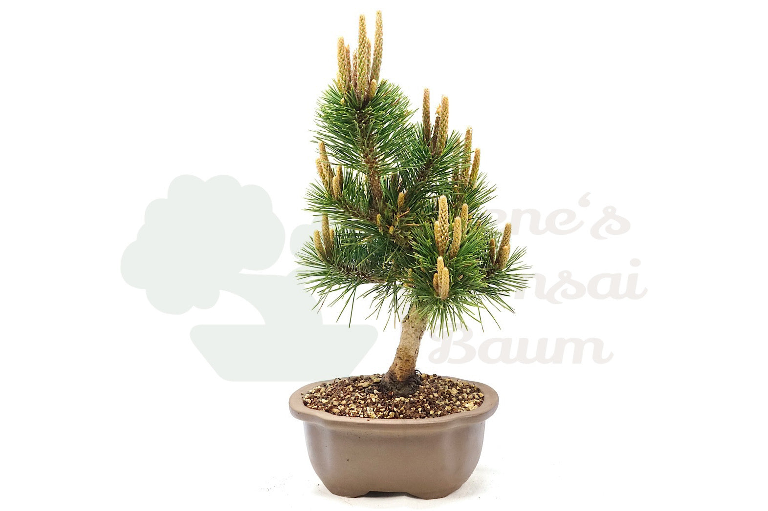 Japanische Zwerg-Schwarz-Kiefer 'Pinus thunbergii'