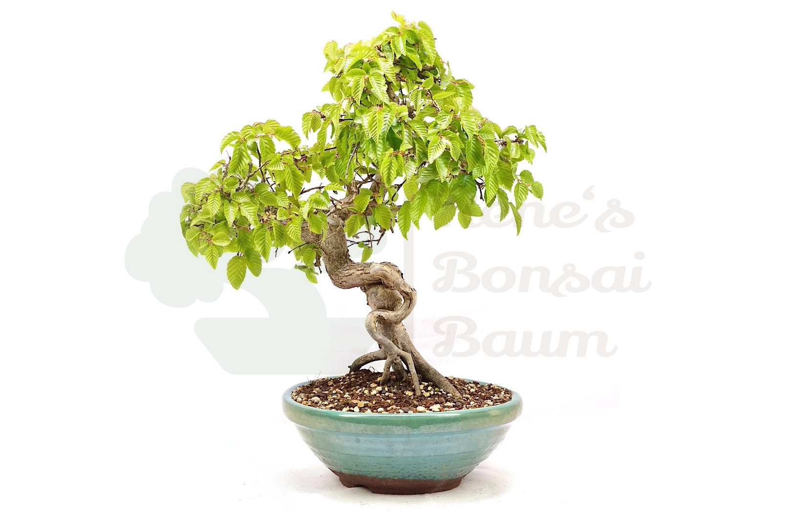 Koreanische Hainbuche 'Carpinus turczaninowii'