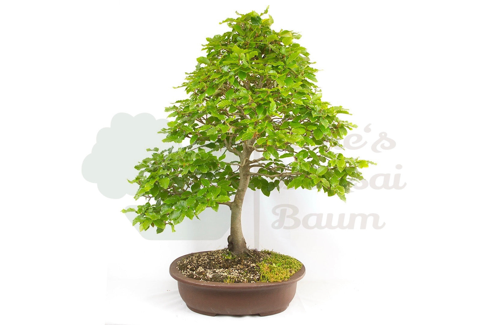Rotbuche  'Fagus sylvatica'