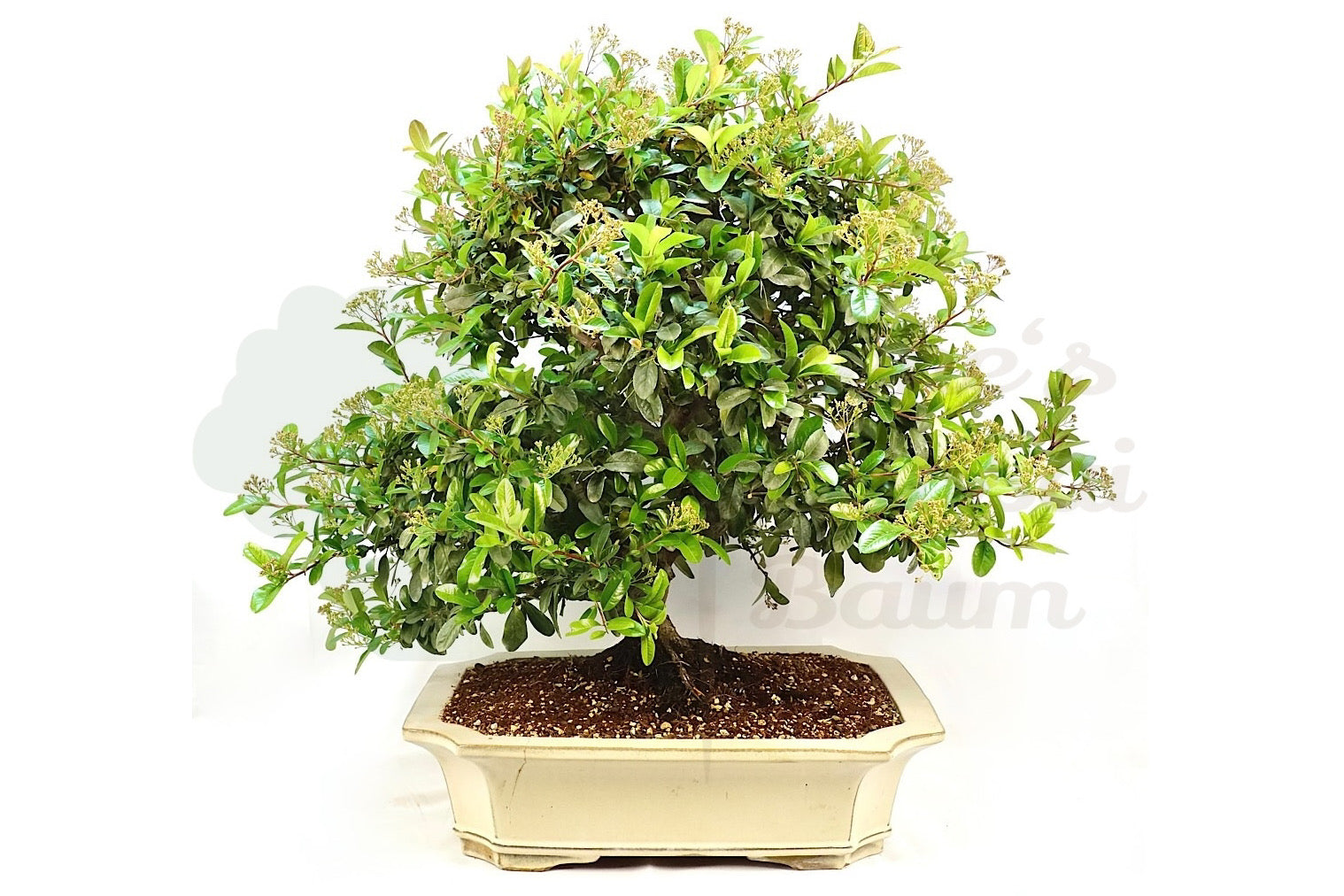 Schmalblättriger Feuerdorn 'Pyracantha angustifolia'