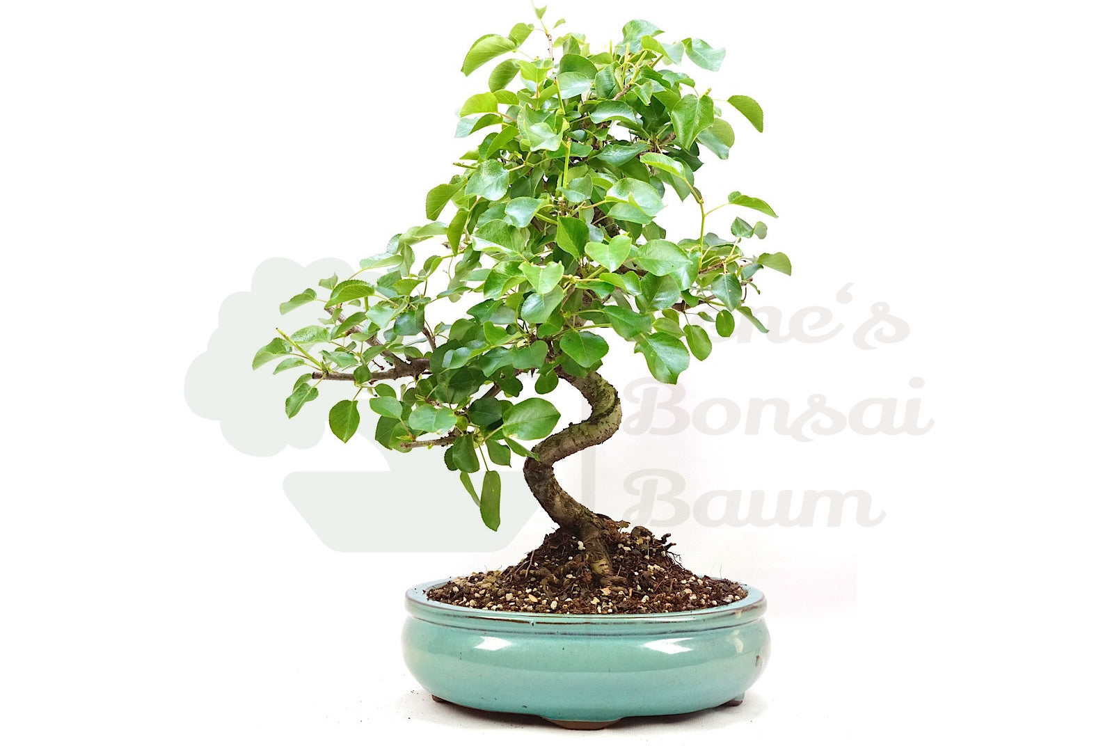 Steinweichsel 'Prunus mahaleb'