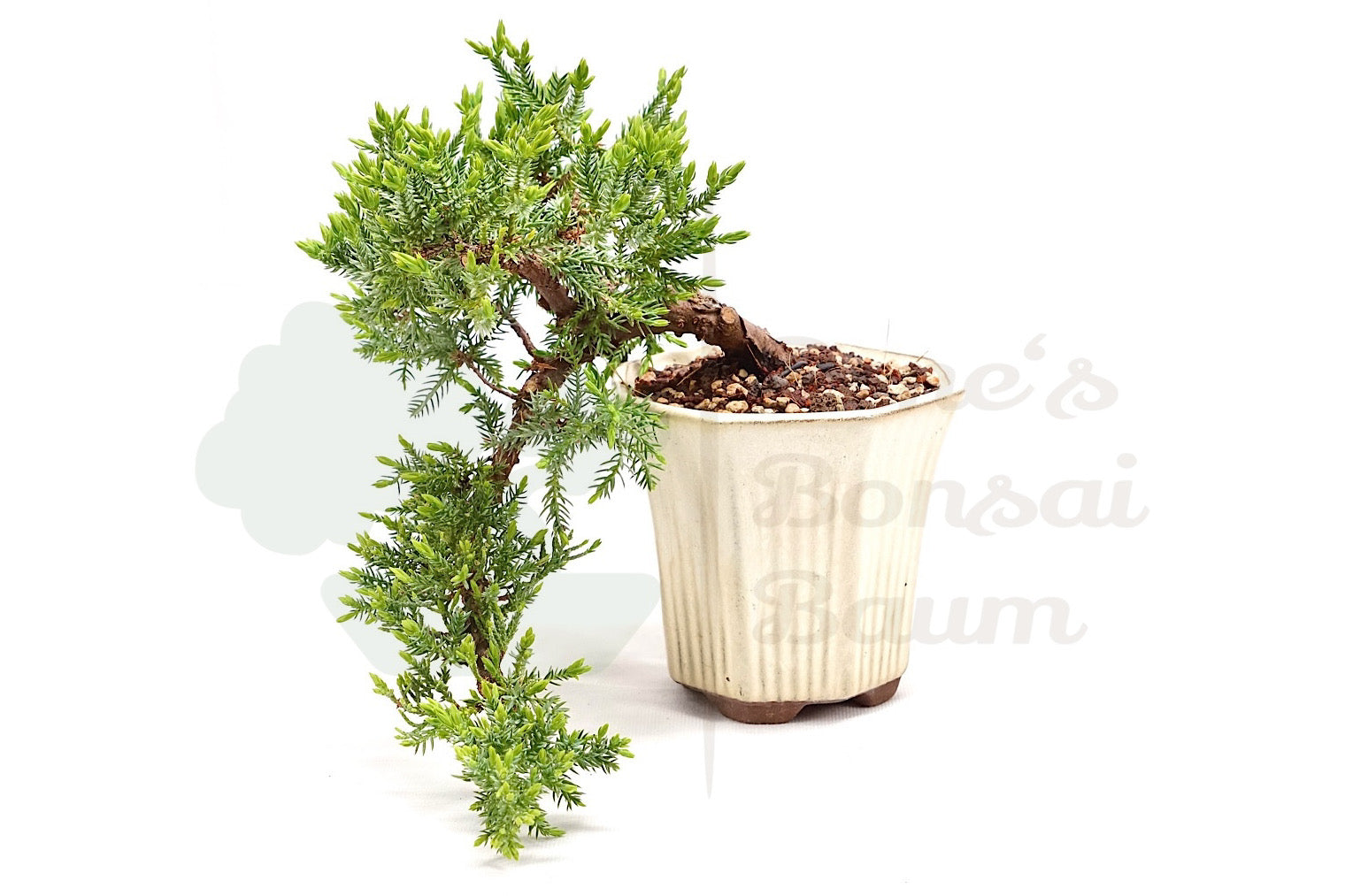 Kissen Wacholder 'Juniperus procumbens Nana'