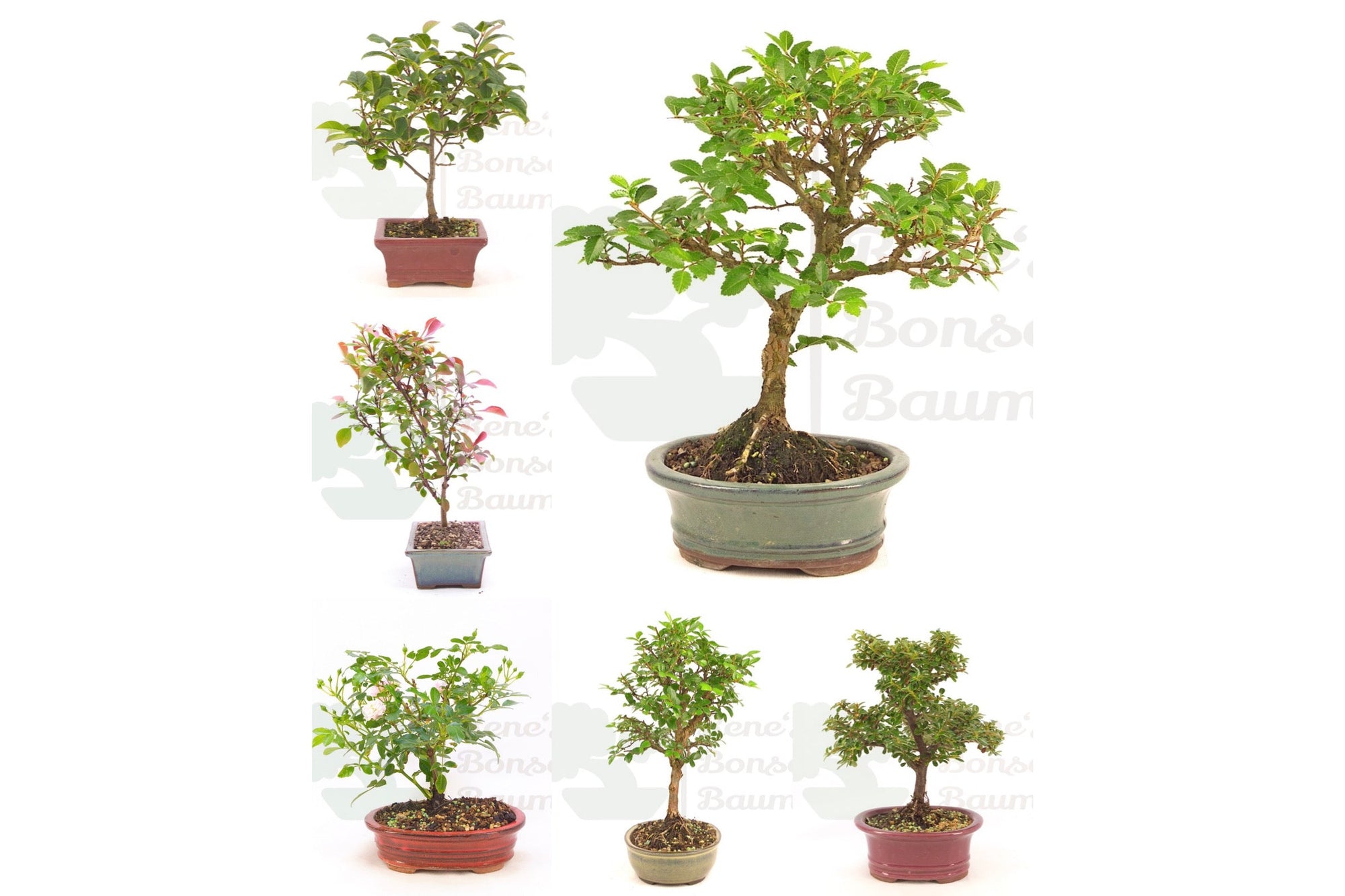 Sonstige Outdoor Bonsai