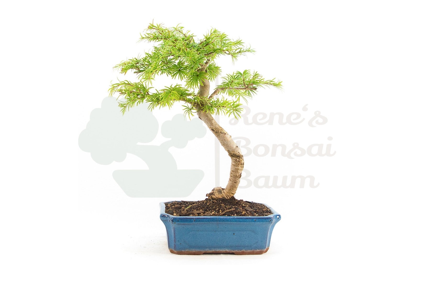 Goldlärche 'Pseudolarix amabilis'