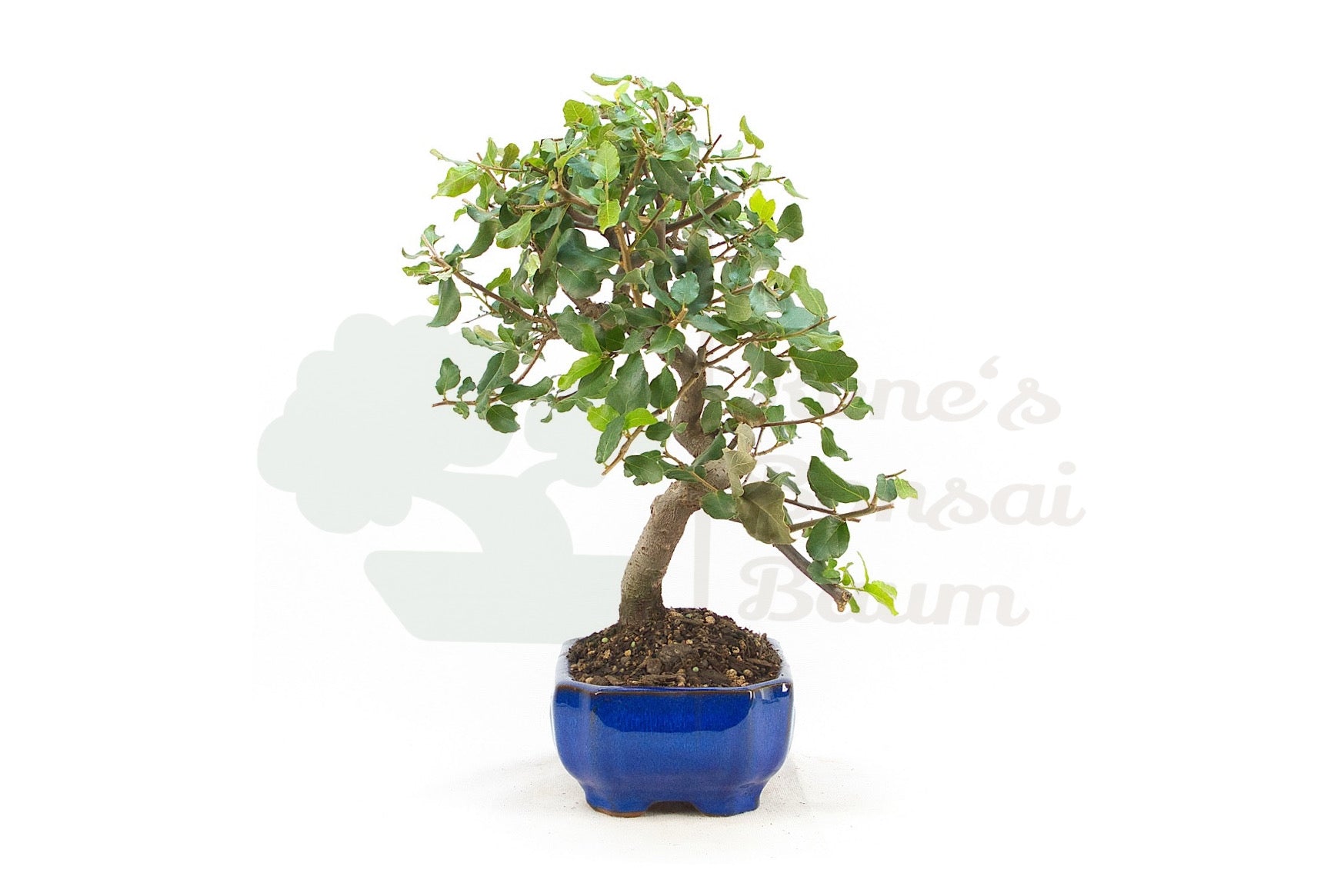 Kork-Eiche 'Quercus suber'
