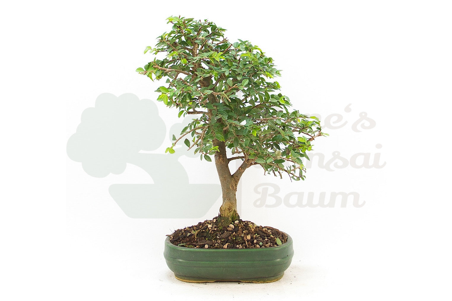 Japanische Ulme 'Ulmus japonica'