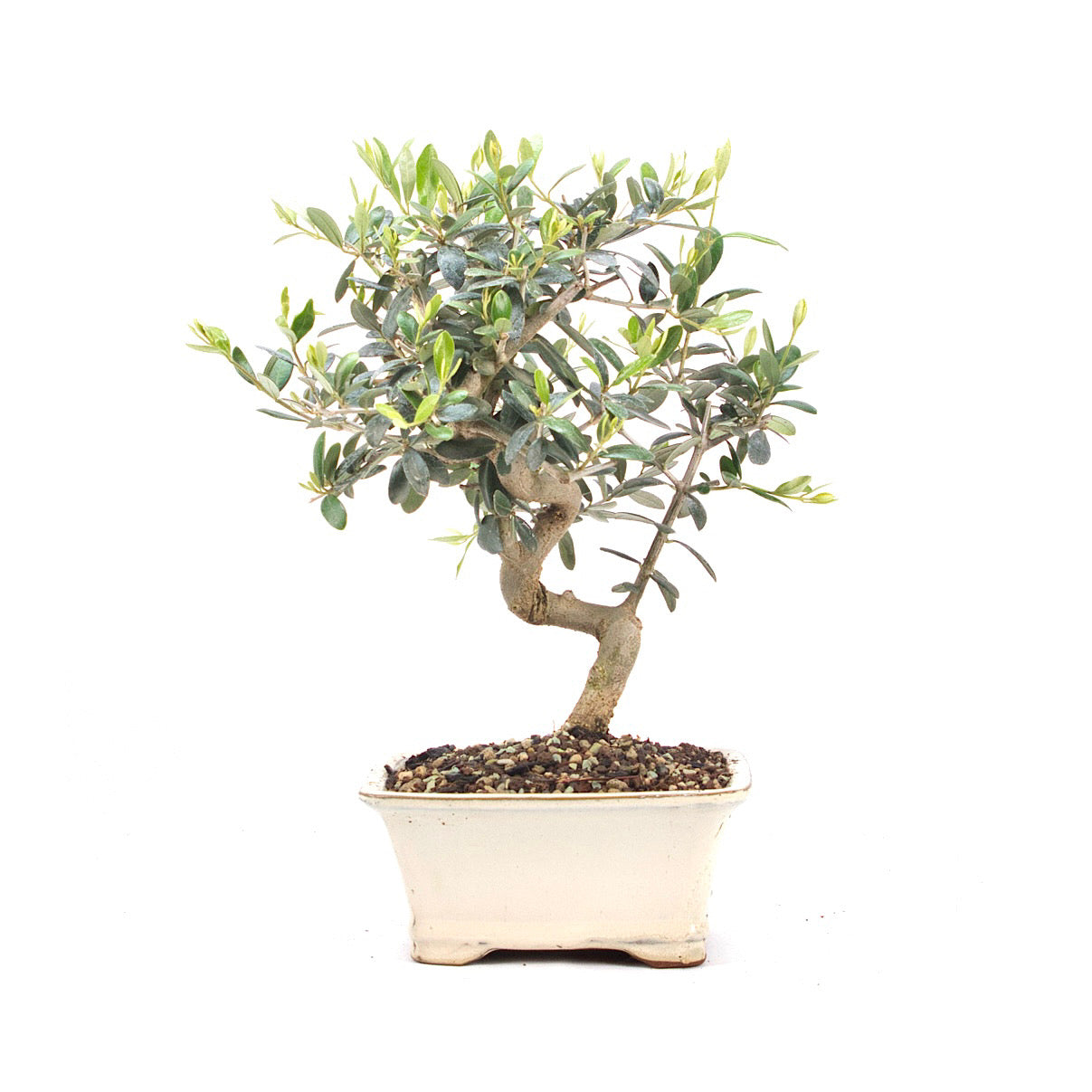 Olive 'Olea europaea'