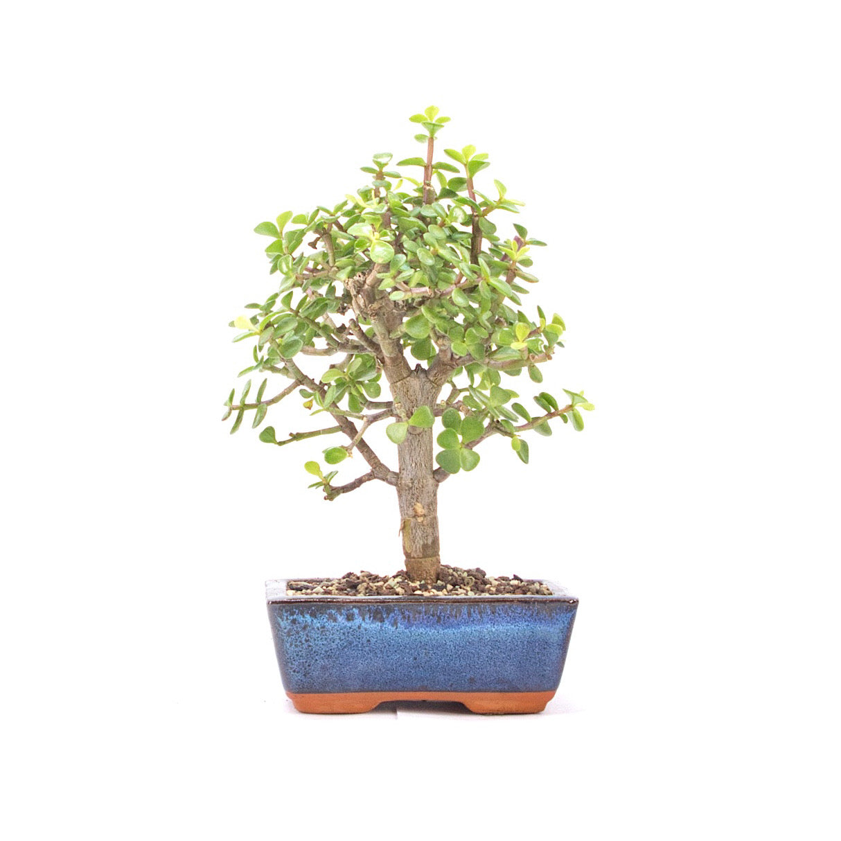 Speckbaum 'Portulacaria afra'
