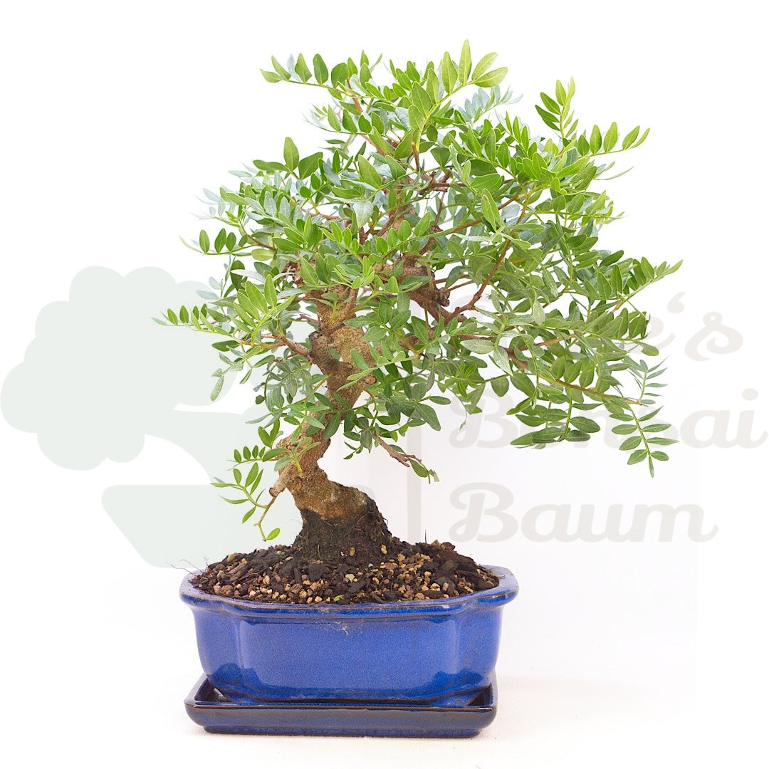 Mediterrane Bonsai