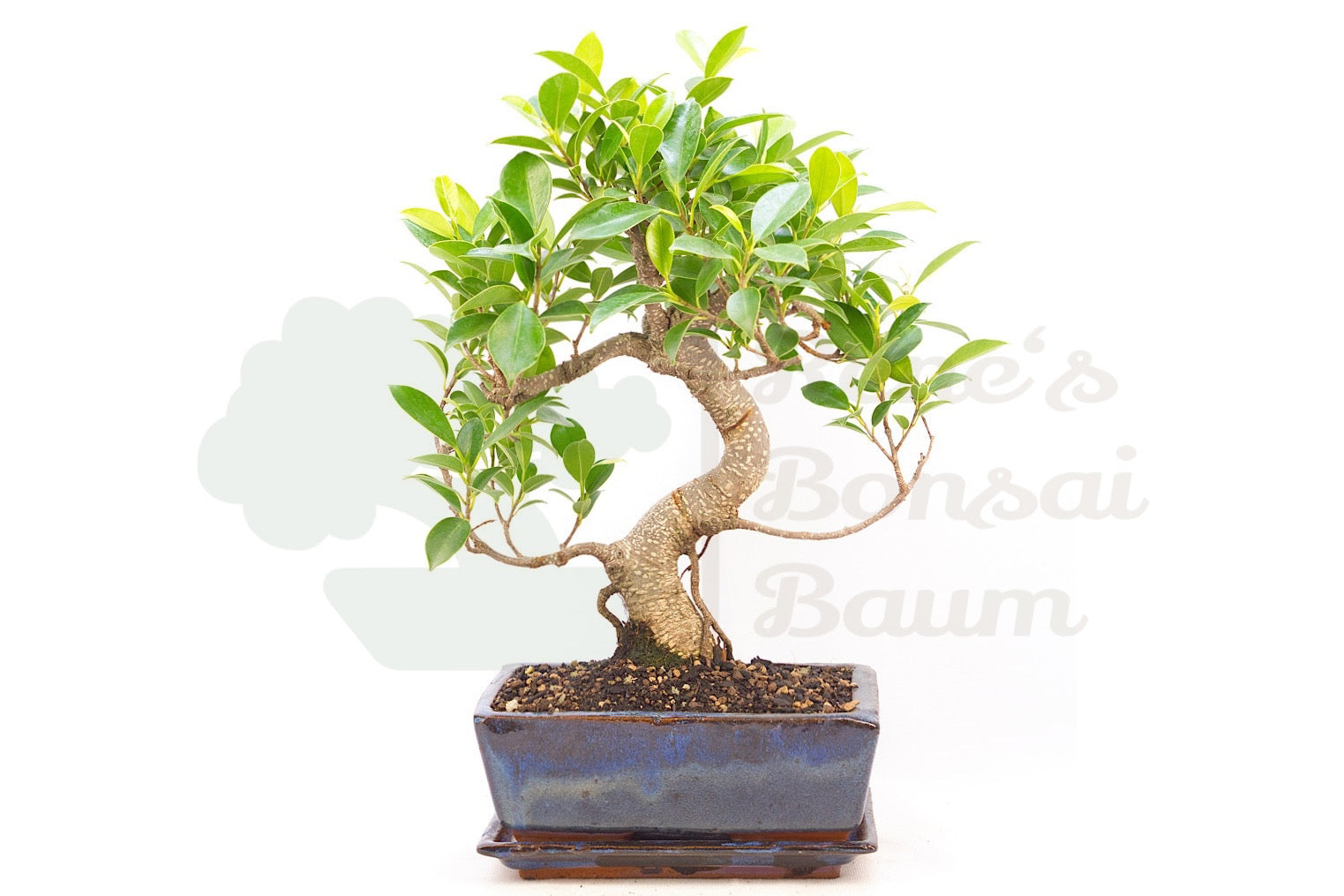 Chinesischer Feigenbaum 'Ficus retusa'