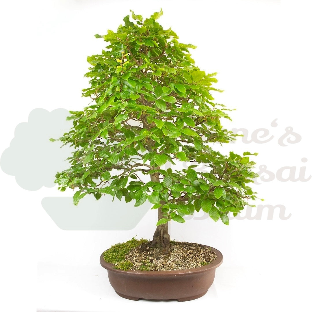 Bonsai