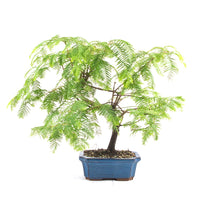 Urwelt Mammutbaum 'Metasequoia glyptostroboides'