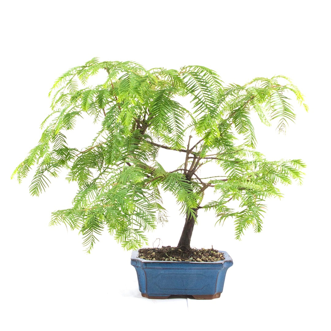 Urwelt Mammutbaum 'Metasequoia glyptostroboides'