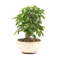Koreanische Hainbuche ‚Carpinus turczaninowi‘
