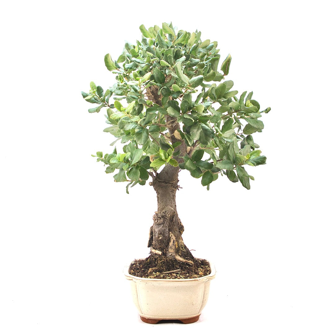 Kork-Eiche 'Quercus suber'