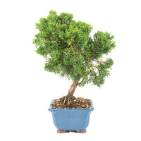 Chinesischer Wacholder 'Juniperus chinensis kyushu'