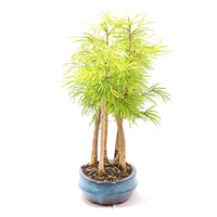 Goldlärche Wald 'Pseudolarix amabilis'