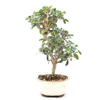 Wild-Olive 'Olea europaea sylvestris '