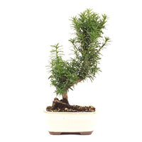 Eibe Hybrid 'Taxus media'