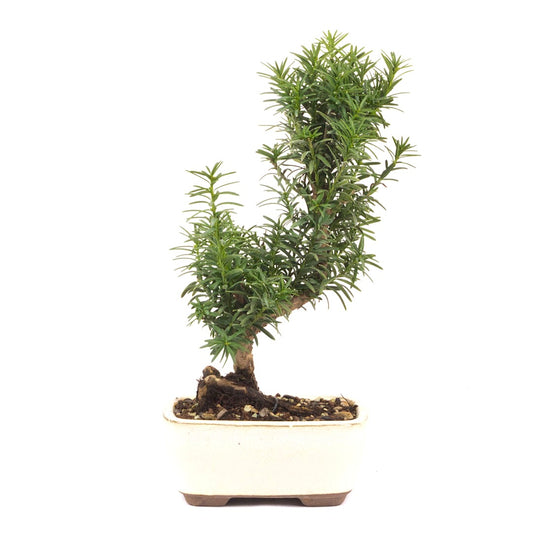Eibe Hybrid 'Taxus media'