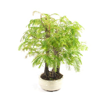 Urwelt Mammutbaum Wald 'Metasequoia glyptostroboides'